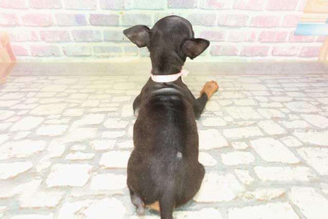 東京都のトイマンチェスターテリア (Coo&RIKU三軒茶屋店/2025年9月8日生まれ/女の子/ブラックタン)の子犬の4枚目の画像