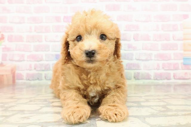 群馬県のトイプードル(トイ) (Coo&RIKU藤岡店/2025年9月8日生まれ/男の子/アプリコット)の子犬の1枚目の画像