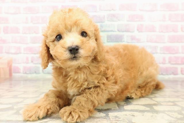 群馬県のトイプードル(トイ) (Coo&RIKU藤岡店/2025年9月8日生まれ/男の子/アプリコット)の子犬の2枚目の画像