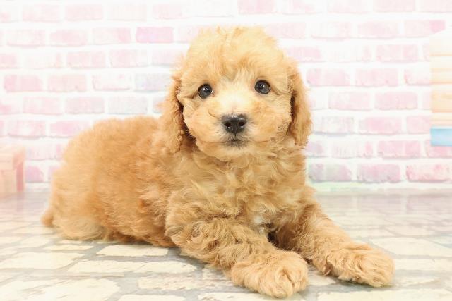 群馬県のトイプードル(トイ) (Coo&RIKU藤岡店/2025年9月8日生まれ/男の子/アプリコット)の子犬の3枚目の画像