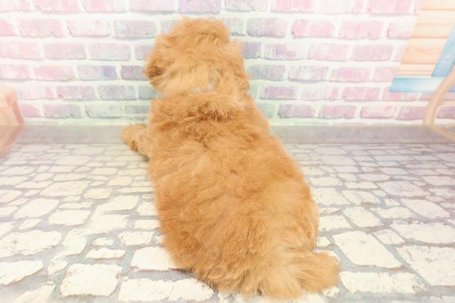 群馬県のトイプードル(トイ) (Coo&RIKU藤岡店/2025年9月8日生まれ/男の子/アプリコット)の子犬の4枚目の画像