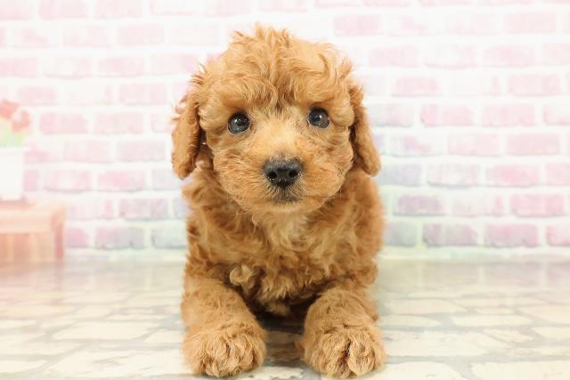 トイ・プードル