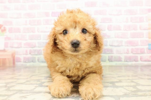 トイ・プードル