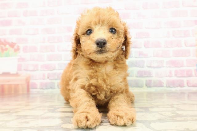 広島県のトイプードル(トイ) (Coo&RIKU福山店/2025年9月8日生まれ/女の子/アプリコット)の子犬の1枚目の画像