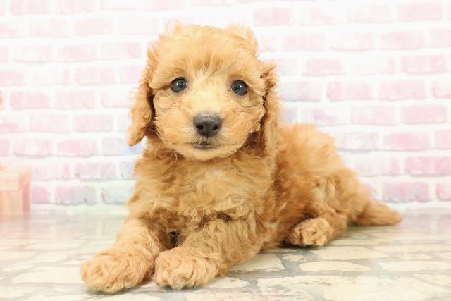 広島県のトイプードル(トイ) (Coo&RIKU福山店/2025年9月8日生まれ/女の子/アプリコット)の子犬の2枚目の画像