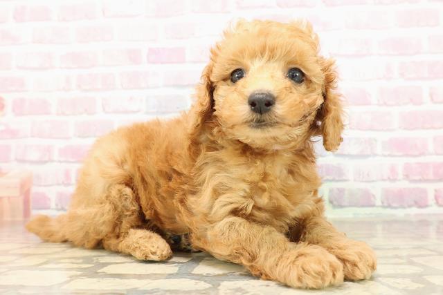 広島県のトイプードル(トイ) (Coo&RIKU福山店/2025年9月8日生まれ/女の子/アプリコット)の子犬の3枚目の画像