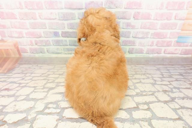 広島県のトイプードル(トイ) (Coo&RIKU福山店/2025年9月8日生まれ/女の子/アプリコット)の子犬の4枚目の画像