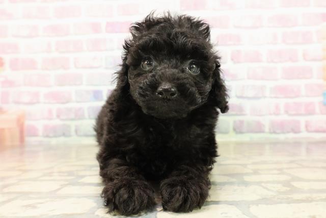 トイ・プードル