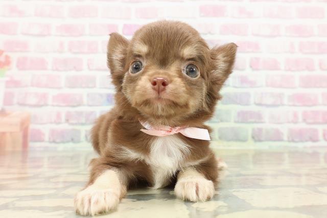 東京都のチワワ(ロング) (Coo&RIKU足立本店/2025年9月10日生まれ/女の子/チョコレートタン)の子犬