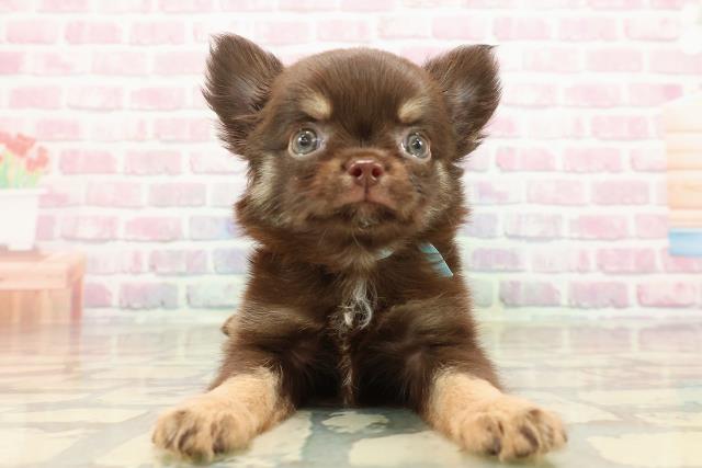 埼玉県のチワワ(ロング) (Coo&RIKU岩槻店/2025年9月10日生まれ/男の子/チョコレートタン)の子犬