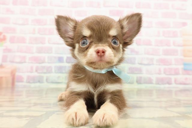 千葉県のチワワ(ロング) (Coo&RIKU若葉都賀店/2025年9月10日生まれ/男の子/チョコレートタン)の子犬