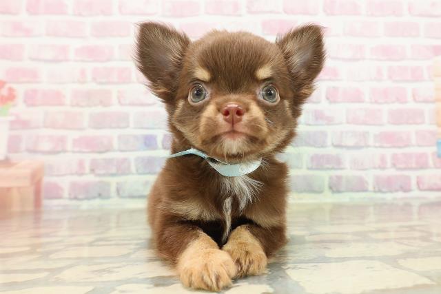 東京都のチワワ(ロング) (Coo&RIKU池袋西口店/2025年9月10日生まれ/男の子/チョコレートタン)の子犬