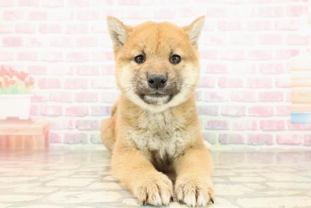 北海道の柴犬(標準サイズ) (Coo&RIKU帯広店/2025年9月5日生まれ/男の子/赤)の子犬