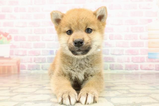 岩手県の柴犬(標準サイズ) (Coo&RIKU岩手盛岡店/2025年9月5日生まれ/男の子/赤)の子犬