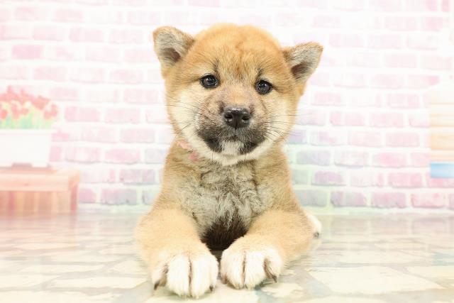 新潟県の柴犬(標準サイズ) (Coo&RIKU新潟西店/2025年9月5日生まれ/女の子/赤)の子犬