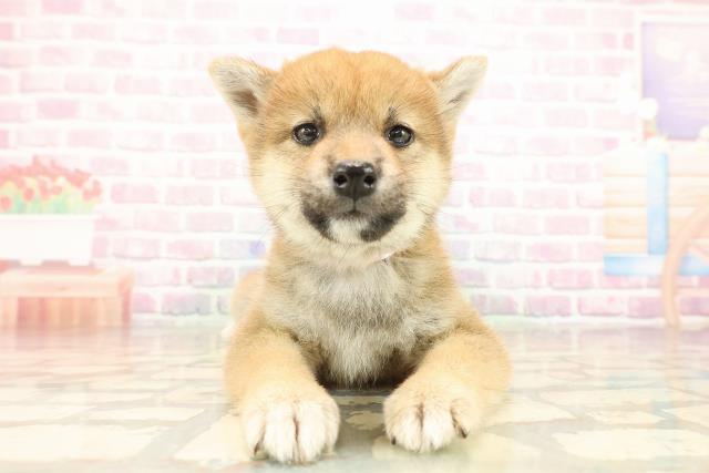 長野県の柴犬(標準サイズ) (Coo&RIKU綿半諏訪店/2025年9月5日生まれ/女の子/赤)の子犬の1枚目の画像