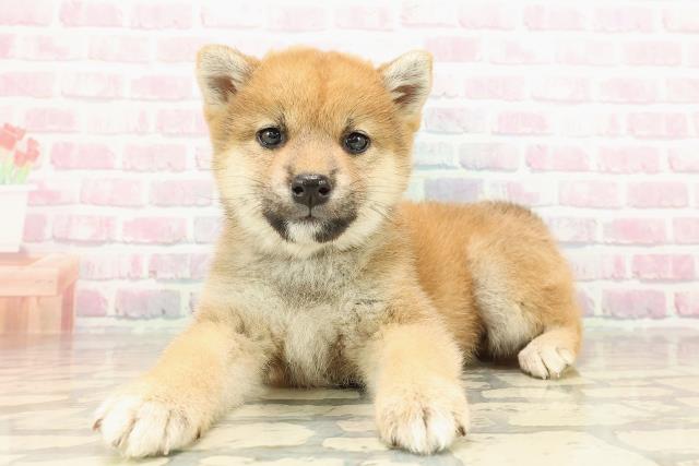 長野県の柴犬(標準サイズ) (Coo&RIKU綿半諏訪店/2025年9月5日生まれ/女の子/赤)の子犬の2枚目の画像