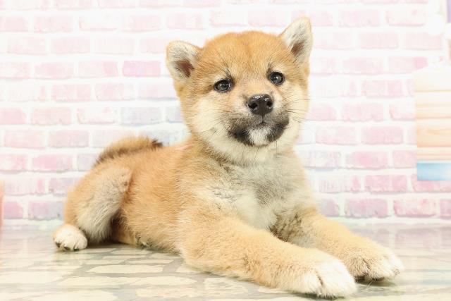 長野県の柴犬(標準サイズ) (Coo&RIKU綿半諏訪店/2025年9月5日生まれ/女の子/赤)の子犬の3枚目の画像