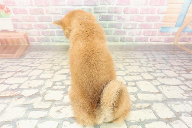 長野県の柴犬(標準サイズ) (Coo&RIKU綿半諏訪店/2025年9月5日生まれ/女の子/赤)の子犬の4枚目の画像