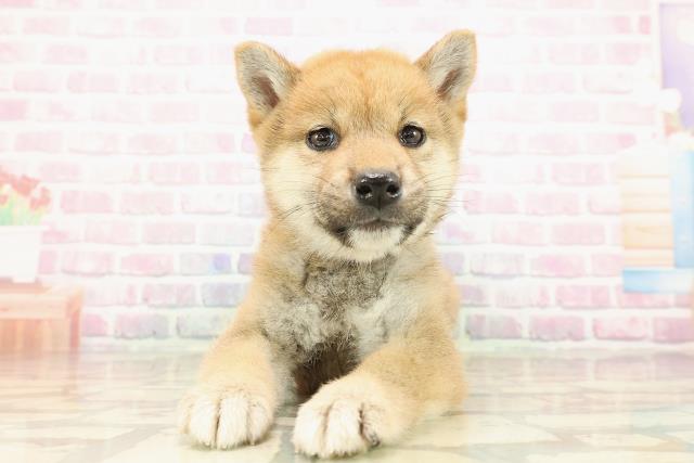 愛媛県の柴犬(標準サイズ) (Coo&RIKU大洲店/2025年9月5日生まれ/女の子/赤)の子犬の1枚目の画像