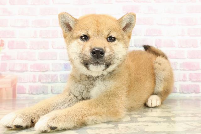 愛媛県の柴犬(標準サイズ) (Coo&RIKU大洲店/2025年9月5日生まれ/女の子/赤)の子犬の2枚目の画像
