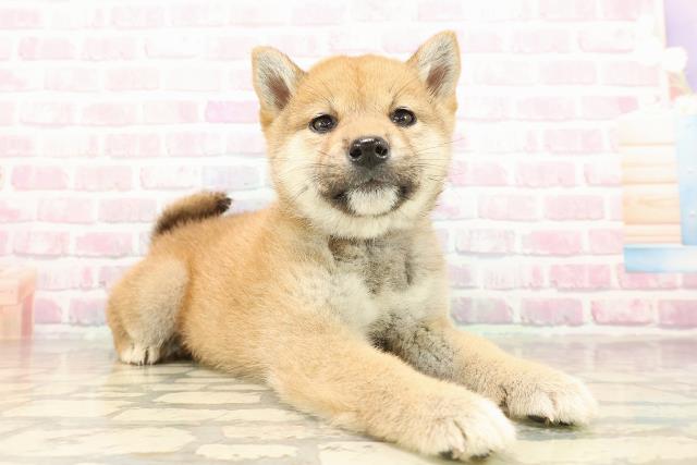 愛媛県の柴犬(標準サイズ) (Coo&RIKU大洲店/2025年9月5日生まれ/女の子/赤)の子犬の3枚目の画像