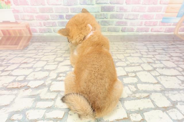 愛媛県の柴犬(標準サイズ) (Coo&RIKU大洲店/2025年9月5日生まれ/女の子/赤)の子犬の4枚目の画像