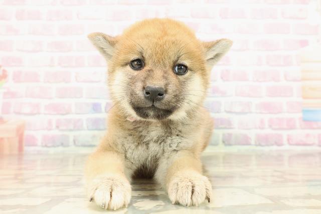 茨城県の柴犬(標準サイズ) (Coo&RIKU筑西店/2025年9月5日生まれ/女の子/赤)の子犬の1枚目の画像
