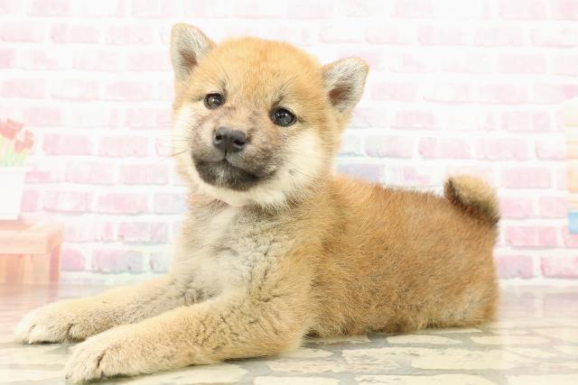 茨城県の柴犬(標準サイズ) (Coo&RIKU筑西店/2025年9月5日生まれ/女の子/赤)の子犬の2枚目の画像