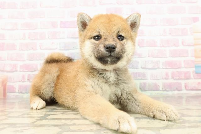 茨城県の柴犬(標準サイズ) (Coo&RIKU筑西店/2025年9月5日生まれ/女の子/赤)の子犬の3枚目の画像