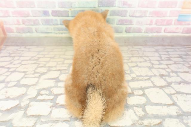 茨城県の柴犬(標準サイズ) (Coo&RIKU筑西店/2025年9月5日生まれ/女の子/赤)の子犬の4枚目の画像