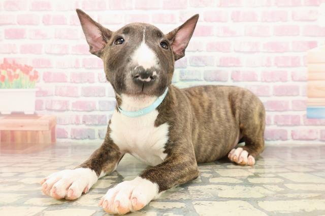 宮城県のミニチュアブルテリア (Coo&RIKU仙台太白店/2025年9月5日生まれ/男の子/ブリンドルホワイト)の子犬の2枚目の画像