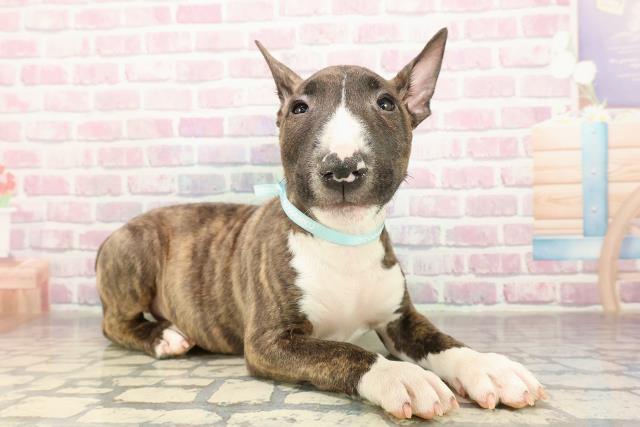 宮城県のミニチュアブルテリア (Coo&RIKU仙台太白店/2025年9月5日生まれ/男の子/ブリンドルホワイト)の子犬の3枚目の画像