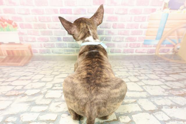 宮城県のミニチュアブルテリア (Coo&RIKU仙台太白店/2025年9月5日生まれ/男の子/ブリンドルホワイト)の子犬の4枚目の画像