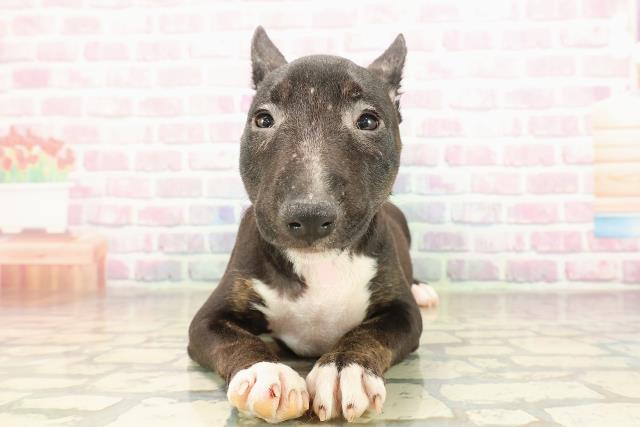 北海道のミニチュアブルテリア (Coo&RIKU札幌東店/2025年9月5日生まれ/女の子/ブリンドルホワイト)の子犬