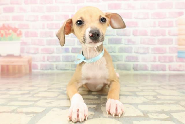 北海道のイタリアングレーハウンド (Coo&RIKU札幌東店/2025年9月7日生まれ/男の子/レッドホワイト)の子犬の1枚目の画像