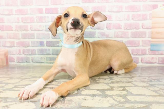 北海道のイタリアングレーハウンド (Coo&RIKU札幌東店/2025年9月7日生まれ/男の子/レッドホワイト)の子犬の2枚目の画像