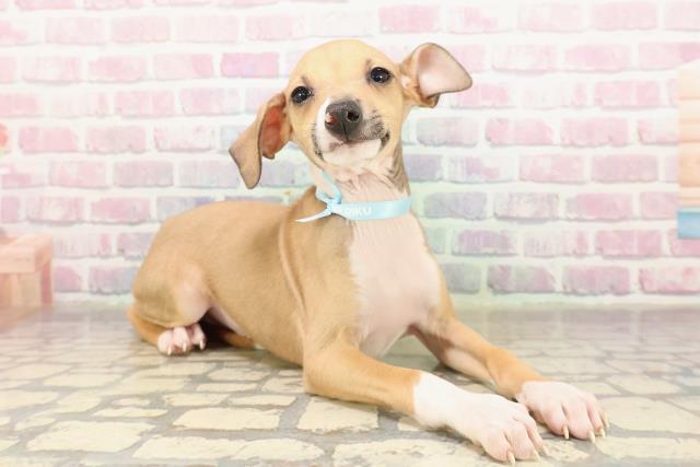 北海道のイタリアングレーハウンド (Coo&RIKU札幌東店/2025年9月7日生まれ/男の子/レッドホワイト)の子犬の3枚目の画像