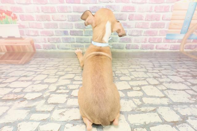 北海道のイタリアングレーハウンド (Coo&RIKU札幌東店/2025年9月7日生まれ/男の子/レッドホワイト)の子犬の4枚目の画像