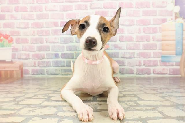 広島県のイタリアングレーハウンド (Coo&RIKU広島北店/2025年9月7日生まれ/女の子/レッドホワイト)の子犬の1枚目の画像