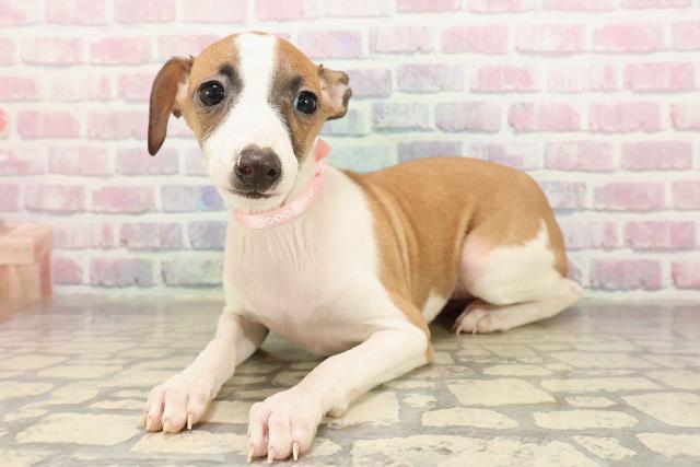 広島県のイタリアングレーハウンド (Coo&RIKU広島北店/2025年9月7日生まれ/女の子/レッドホワイト)の子犬の2枚目の画像