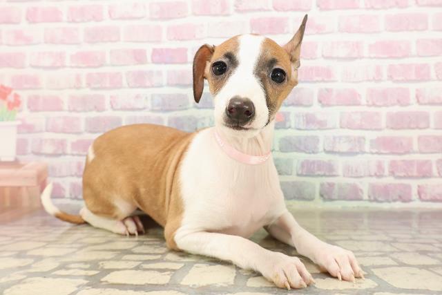 広島県のイタリアングレーハウンド (Coo&RIKU広島北店/2025年9月7日生まれ/女の子/レッドホワイト)の子犬の3枚目の画像