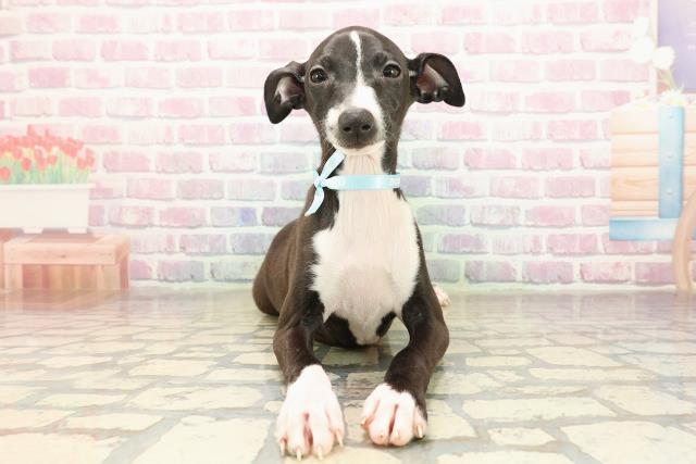 岩手県のイタリアングレーハウンド (Coo&RIKU岩手盛岡店/2025年9月7日生まれ/男の子/シールホワイト)の子犬の1枚目の画像