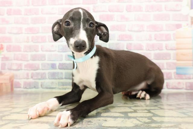 岩手県のイタリアングレーハウンド (Coo&RIKU岩手盛岡店/2025年9月7日生まれ/男の子/シールホワイト)の子犬の2枚目の画像