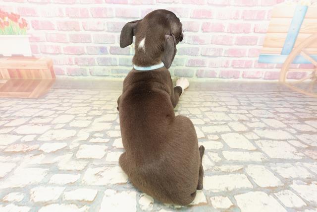 岩手県のイタリアングレーハウンド (Coo&RIKU岩手盛岡店/2025年9月7日生まれ/男の子/シールホワイト)の子犬の4枚目の画像