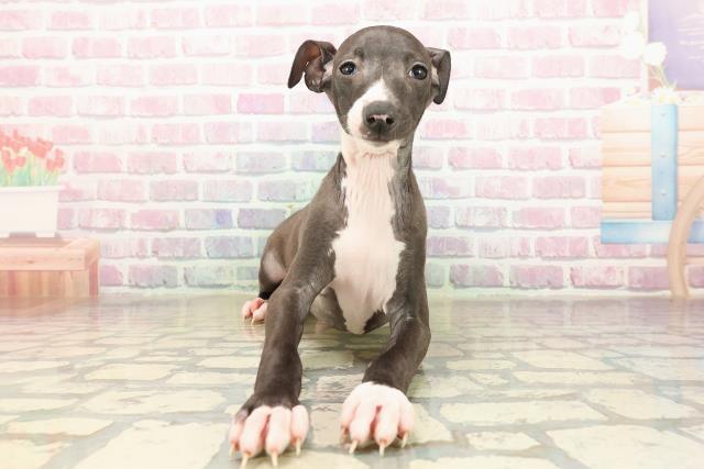 イタリアングレーハウンド