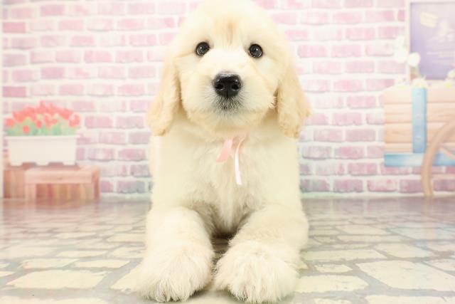 宮城県のゴールデンドゥードゥル(ゴールデン×プードル) (Coo&RIKU仙台太白店/2025年9月7日生まれ/女の子/クリーム)の子犬の1枚目の画像