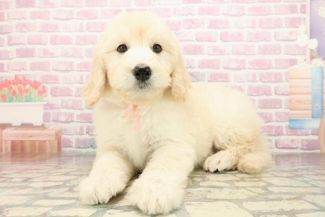 宮城県のゴールデンドゥードゥル(ゴールデン×プードル) (Coo&RIKU仙台太白店/2025年9月7日生まれ/女の子/クリーム)の子犬の2枚目の画像