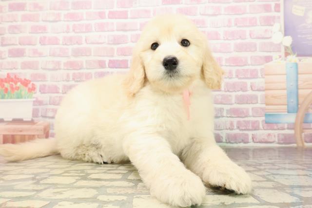 宮城県のゴールデンドゥードゥル(ゴールデン×プードル) (Coo&RIKU仙台太白店/2025年9月7日生まれ/女の子/クリーム)の子犬の3枚目の画像