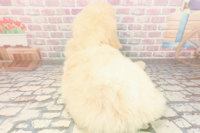 宮城県のゴールデンドゥードゥル(ゴールデン×プードル) (Coo&RIKU仙台太白店/2025年9月7日生まれ/女の子/クリーム)の子犬の4枚目の画像